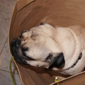 Meet your Posher, Cheng siew